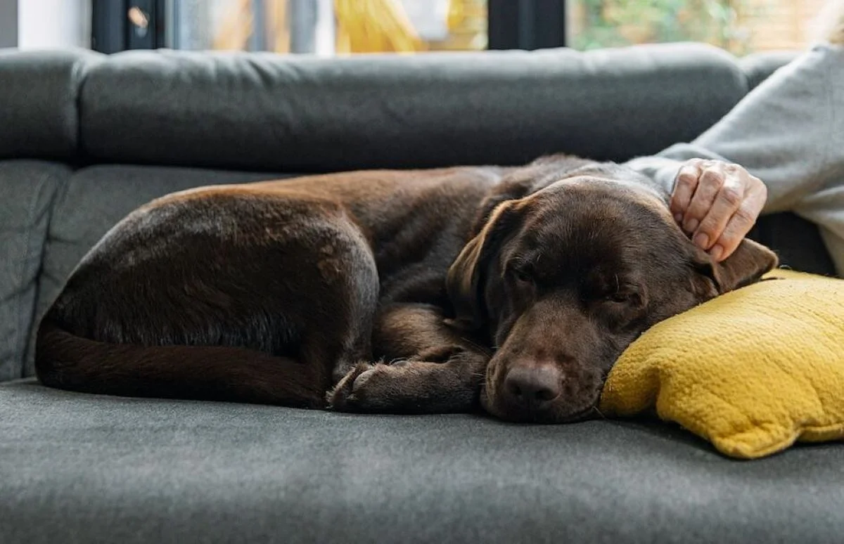 Sofá com Cheiro de Cachorro? Veja Por Que o Odor Volta